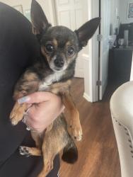 Found/Stray Male Dog last seen Patriot point leasing office, Spring Lake, NC 28390