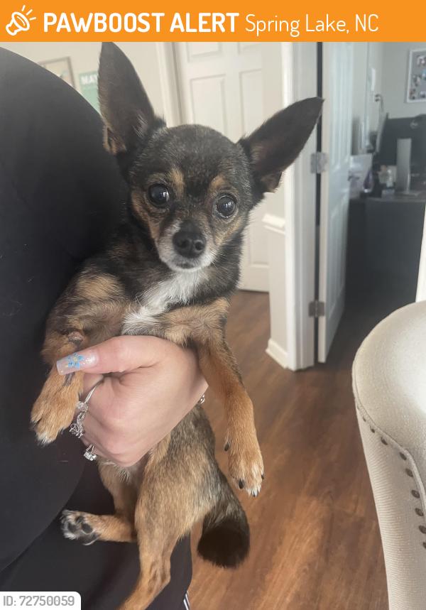 Found/Stray Male Dog last seen Patriot point leasing office, Spring Lake, NC 28390