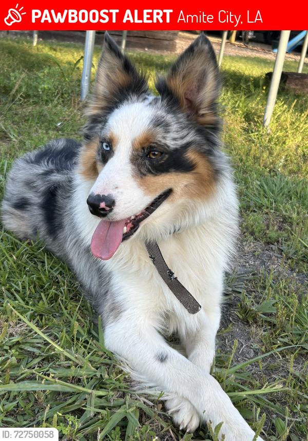 Lost Male Dog last seen Highway 16 & Bell Road, Amite City, LA 70422