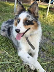 Lost Male Dog last seen Highway 16 & Bell Road, Amite City, LA 70422