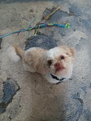 Found/Stray Male Dog last seen Wurst rd, Ocoee, FL 34761
