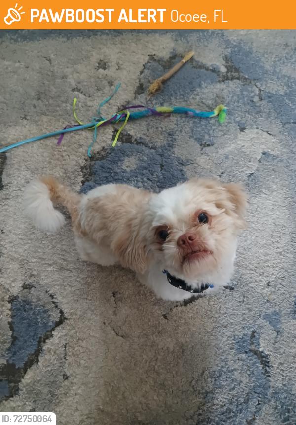 Found/Stray Male Dog last seen Wurst rd, Ocoee, FL 34761