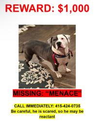 Lost Male Dog last seen Ran from dog park while owner was in hosp , San Francisco, CA 94110
