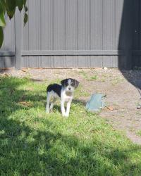 Found/Stray Unknown Dog last seen SW 25 Street and SW 69 Avenue , Miramar, FL 33023
