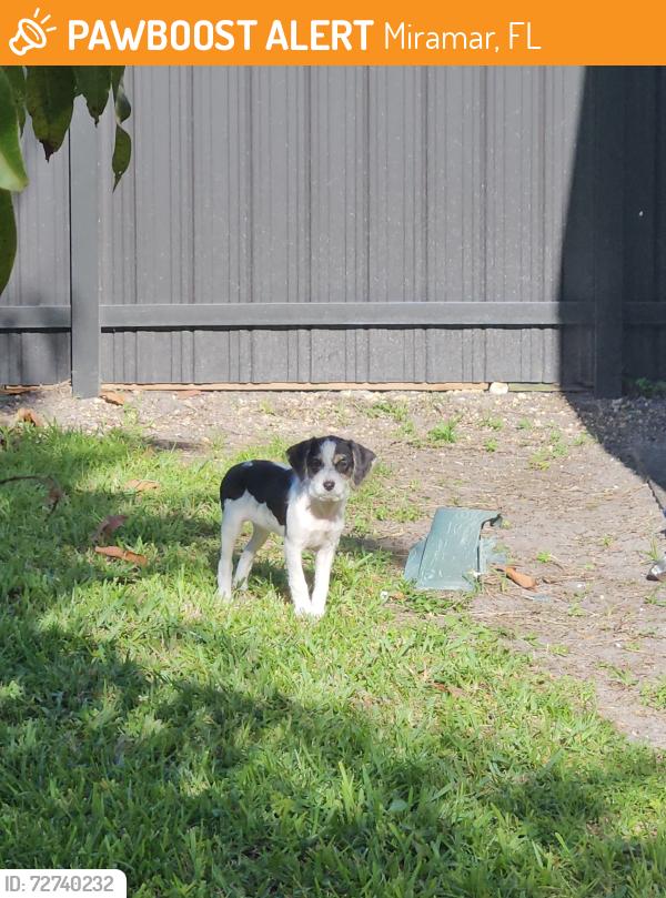 Found/Stray Unknown Dog last seen SW 25 Street and SW 69 Avenue , Miramar, FL 33023