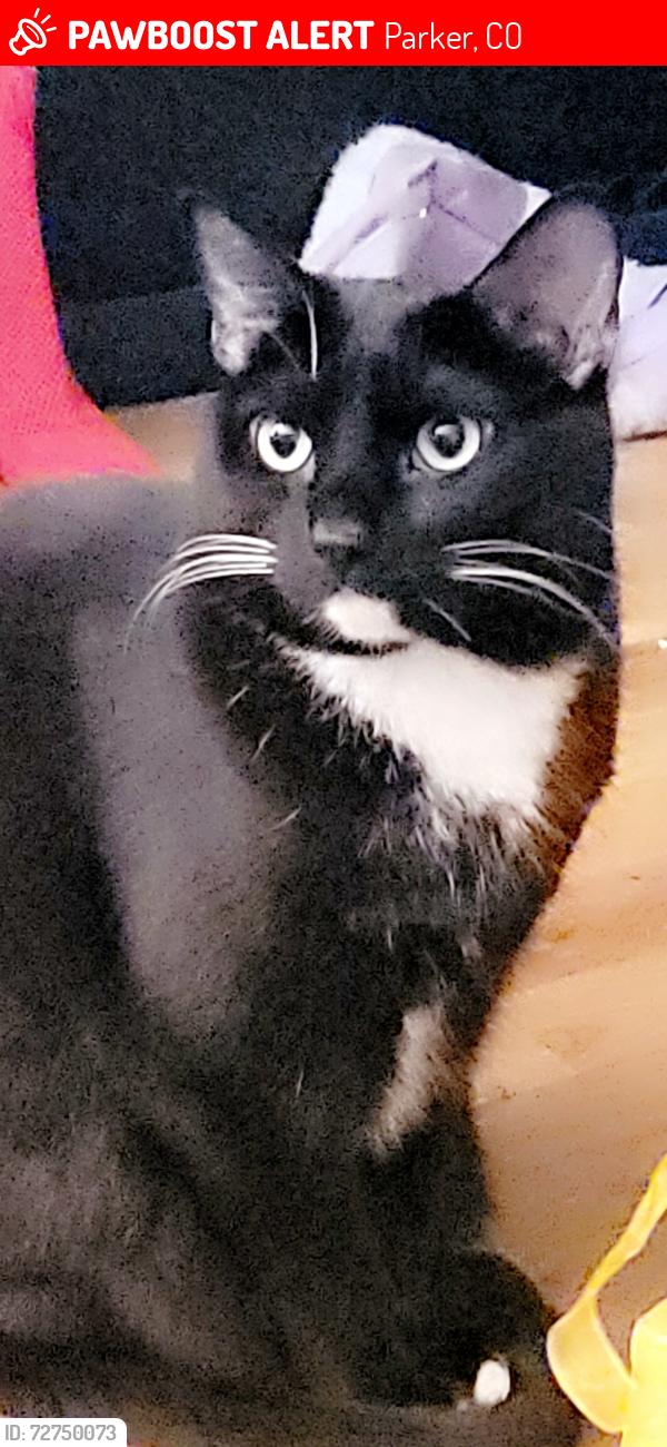 Lost Female Cat last seen Brownstone Drive 80138, Parker, CO 80138