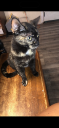 Lost Female Cat last seen Hartford , Des Moines, IA 50315