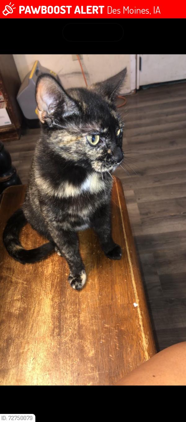 Lost Female Cat last seen Hartford , Des Moines, IA 50315