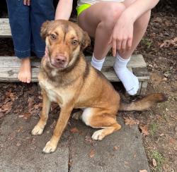Found/Stray Female Dog last seen Berney way dr, Little Rock, AR 72223