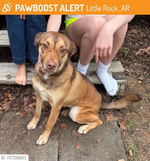 Found/Stray Female Dog last seen Berney way dr, Little Rock, AR 72223