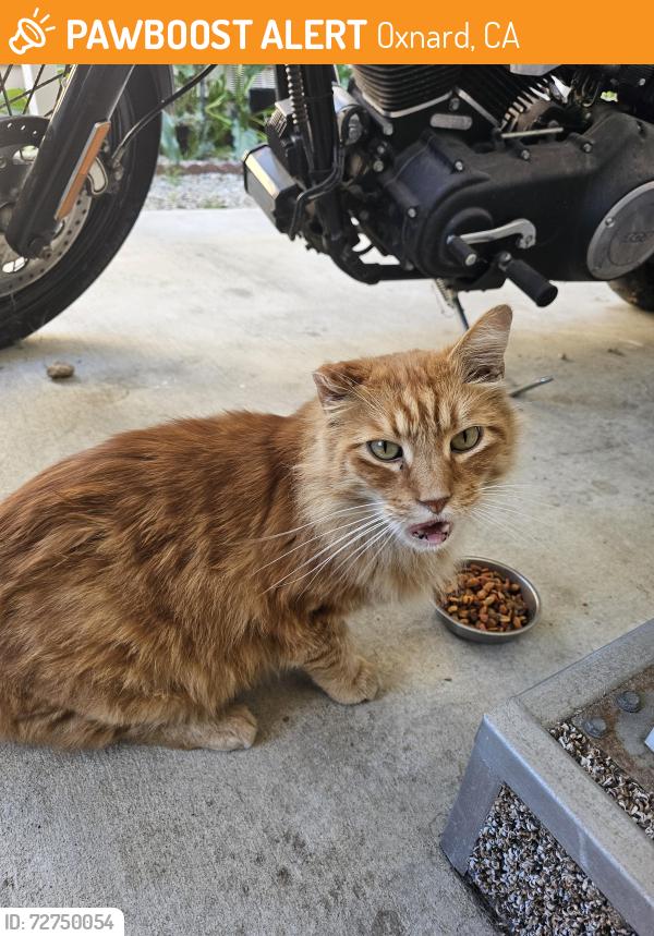 Found/Stray Unknown Cat last seen Oxnard Pacific Mobile ests, Oxnard, CA 93033