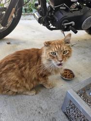 Found/Stray Unknown Cat last seen Oxnard Pacific Mobile ests, Oxnard, CA 93033