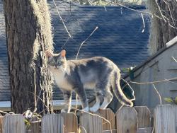 Found/Stray Unknown Cat last seen Laurel Hill Cir in Mainstreet , Richmond Hill, GA 31324