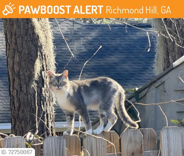 Found/Stray Unknown Cat last seen Laurel Hill Cir in Mainstreet , Richmond Hill, GA 31324