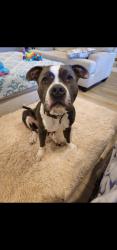 Found/Stray Male Dog last seen 30.5483701, -87.3302656, Cantonment, FL 32533