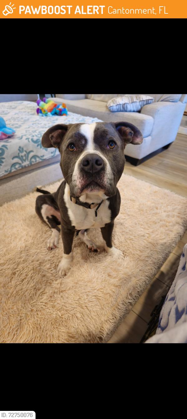 Found/Stray Male Dog last seen 30.5483701, -87.3302656, Cantonment, FL 32533