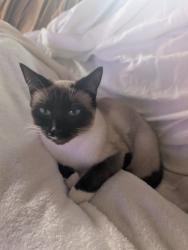 Lost Female Cat last seen 3000- 3010 12th Ave Los Angeles , Los Angeles, CA 90019
