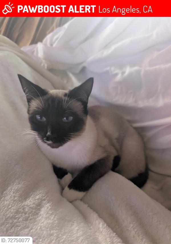 Lost Female Cat last seen 3000- 3010 12th Ave Los Angeles , Los Angeles, CA 90019