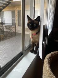 Found/Stray Unknown Cat last seen Western Ave and San Fernando Blvd, Glendale, CA 91201