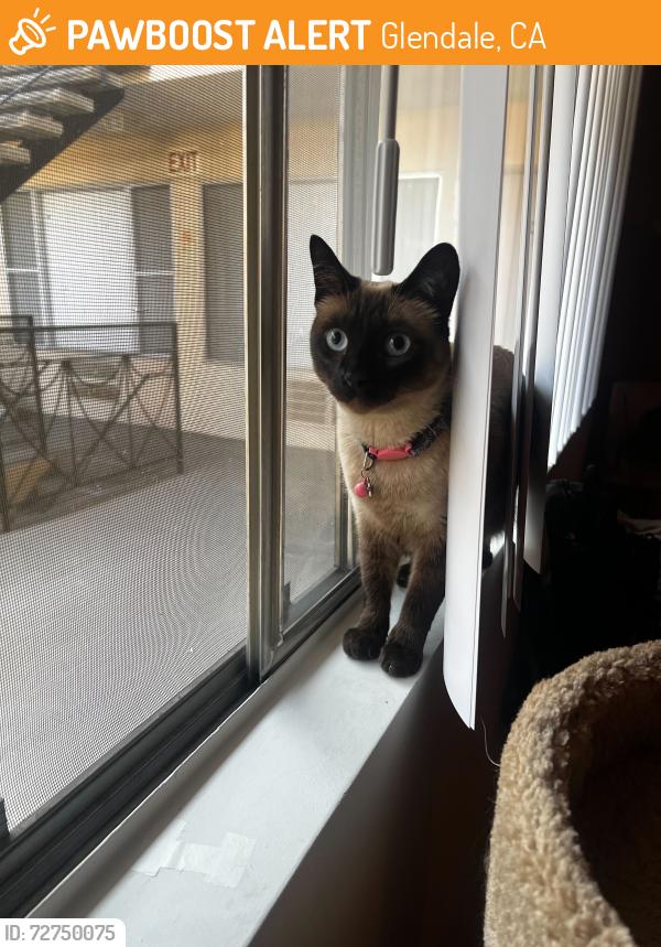 Found/Stray Unknown Cat last seen Western Ave and San Fernando Blvd, Glendale, CA 91201