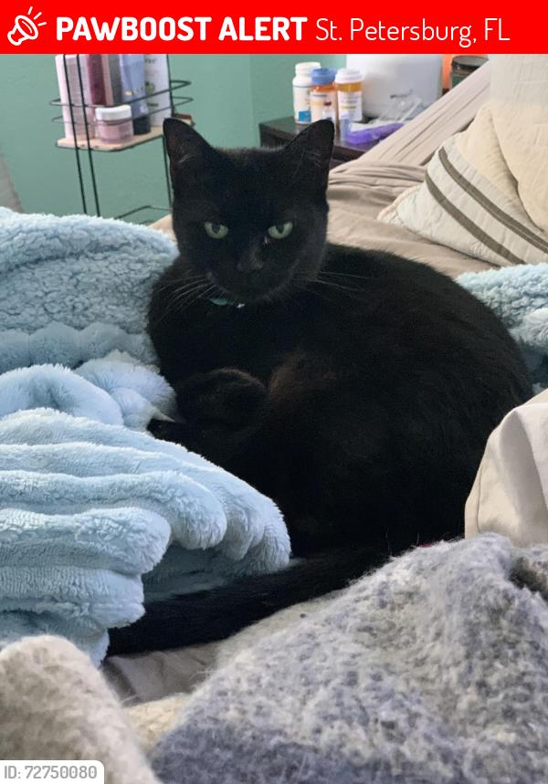 Lost Female Cat last seen 26th Avenue North/ 61st street North, St. Petersburg, FL 33710