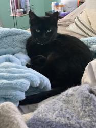 Lost Female Cat last seen 26th Avenue North/ 61st street North, St. Petersburg, FL 33710