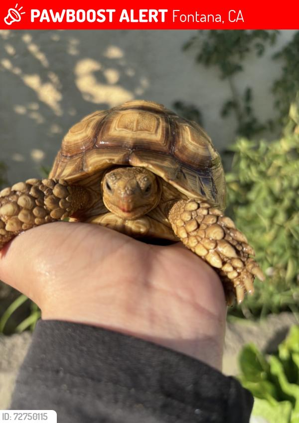 Lost Unknown Reptile last seen Between Mango st , Fontana, CA 92336
