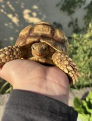 Lost Unknown Reptile last seen Between Mango st , Fontana, CA 92336