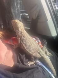 Lost Male Reptile last seen E University Ave and Burnham Ave, Las Vegas, NV 89119
