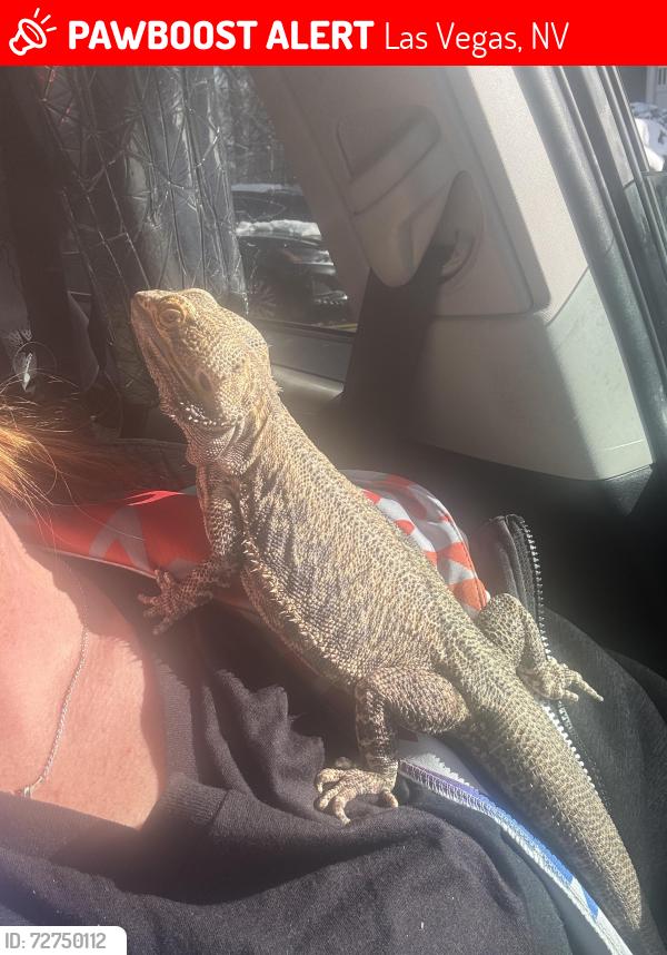 Lost Male Reptile last seen E University Ave and Burnham Ave, Las Vegas, NV 89119
