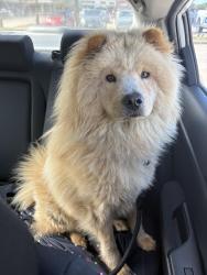 Found/Stray Male Dog last seen West Westchester Parkway Grand Prairie Tx, Grand Prairie, TX 75052