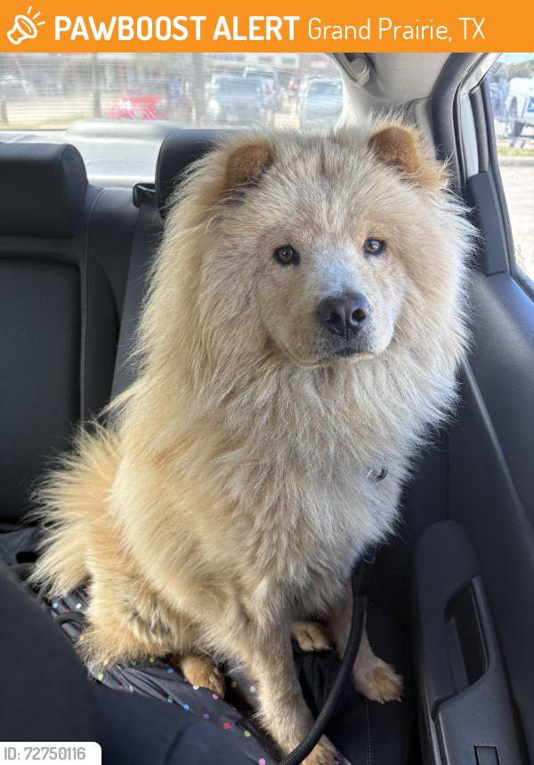 Found/Stray Male Dog last seen West Westchester Parkway Grand Prairie Tx, Grand Prairie, TX 75052