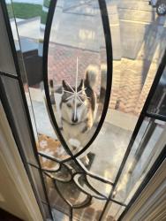 Found/Stray Male Dog last seen 56th and Emerson, Indianapolis, IN 46226