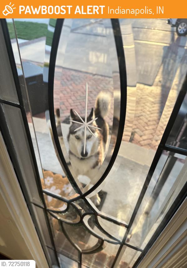 Found/Stray Male Dog last seen 56th and Emerson, Indianapolis, IN 46226