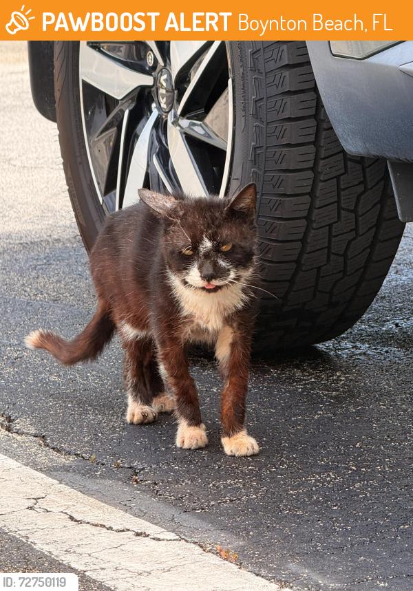 Found/Stray Male Cat last seen Mobile auto repair , Boynton Beach, FL 33435