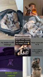 Lost Male Dog last seen Ash and college, Caldwell, ID 83605