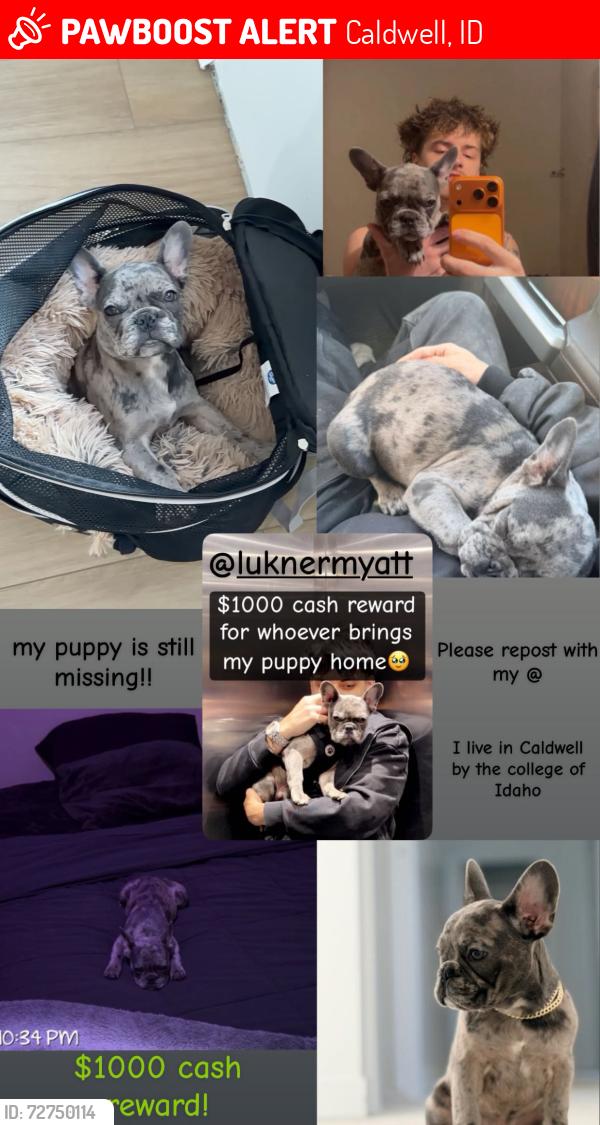 Lost Male Dog last seen Ash and college, Caldwell, ID 83605