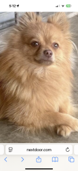 Lost Male Dog last seen Near s Andrews ave , San Jacinto, CA 92583