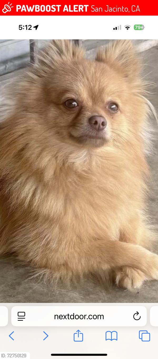Lost Male Dog last seen Near s Andrews ave , San Jacinto, CA 92583