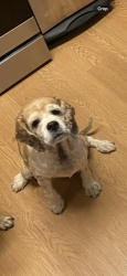 Lost Female Dog last seen By the airport heights chevron , Anchorage, AK 99508