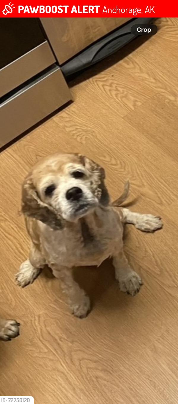 Lost Female Dog last seen By the airport heights chevron , Anchorage, AK 99508