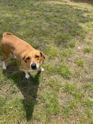 Found/Stray Female Dog last seen High Shoals Falls, Dallas, GA 30132