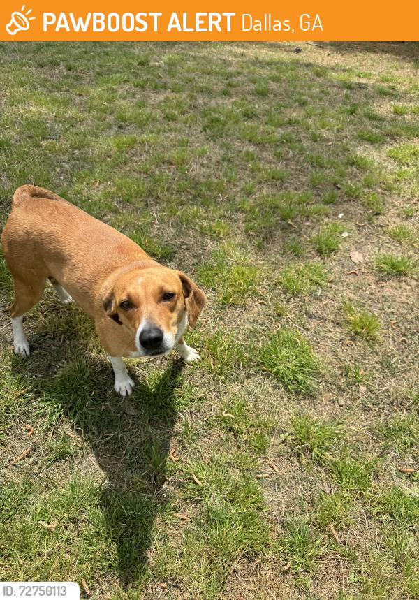 Found/Stray Female Dog last seen High Shoals Falls, Dallas, GA 30132