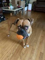 Lost Male Dog last seen Norfolk, San Mateo, CA 94401