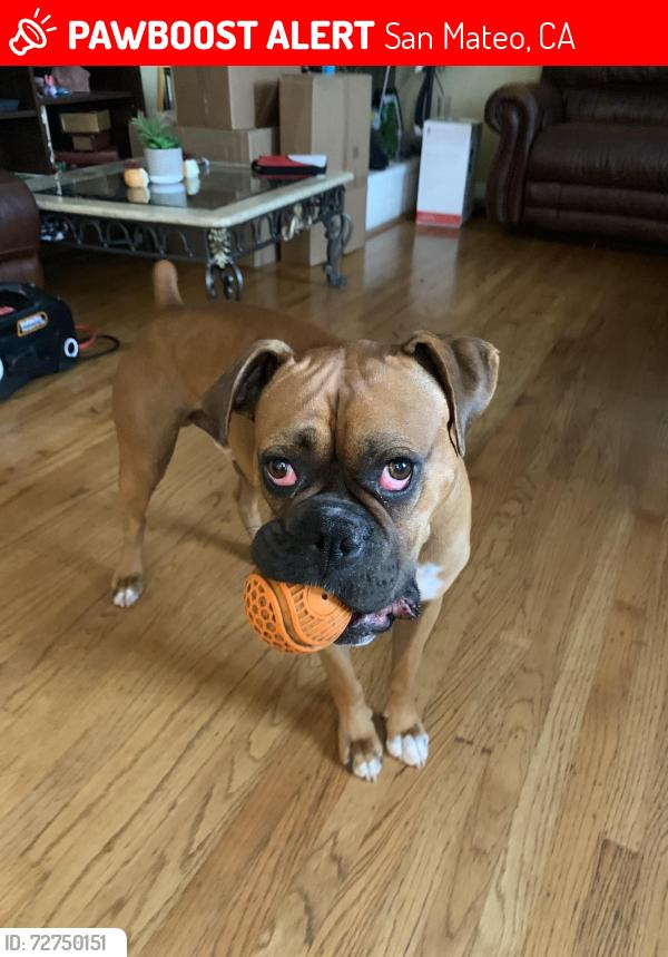 Lost Male Dog last seen Norfolk, San Mateo, CA 94401