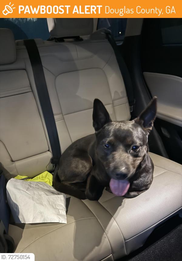 Found/Stray Male Dog last seen belmont dr douglasville, Douglas County, GA 30135
