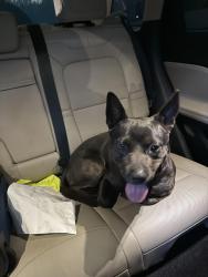 Found/Stray Male Dog last seen belmont dr douglasville, Douglas County, GA 30135