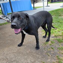 Found/Stray Male Dog last seen Near E Coolidge St, Long Beach, CA 90805, Long Beach, CA 90805