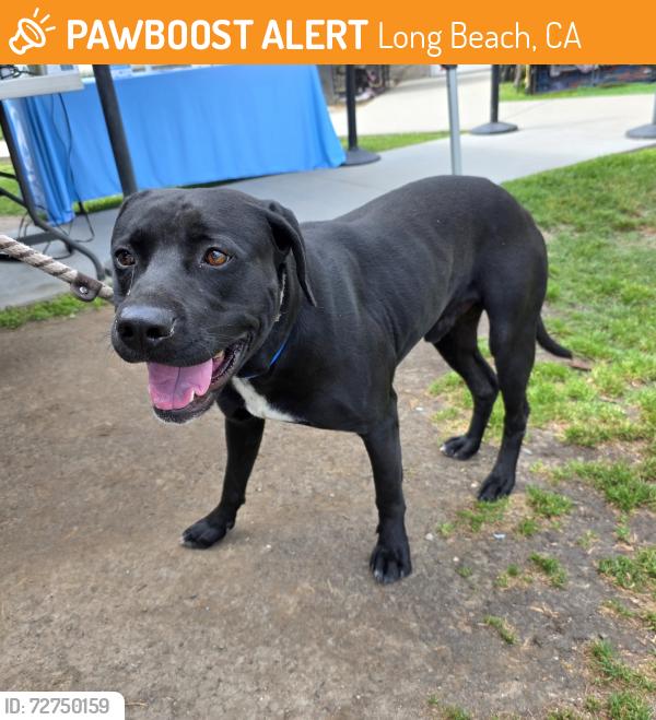 Found/Stray Male Dog last seen Near E Coolidge St, Long Beach, CA 90805, Long Beach, CA 90805