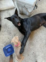 Found/Stray Female Dog last seen Near , Lake Panasoffkee, FL 33538